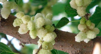 Branche de mûrier blanc avec fruits