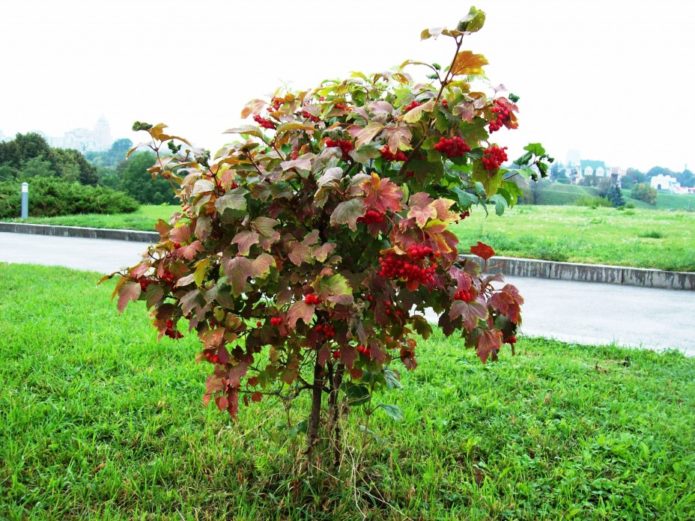 Viburnum fa alakú koronával