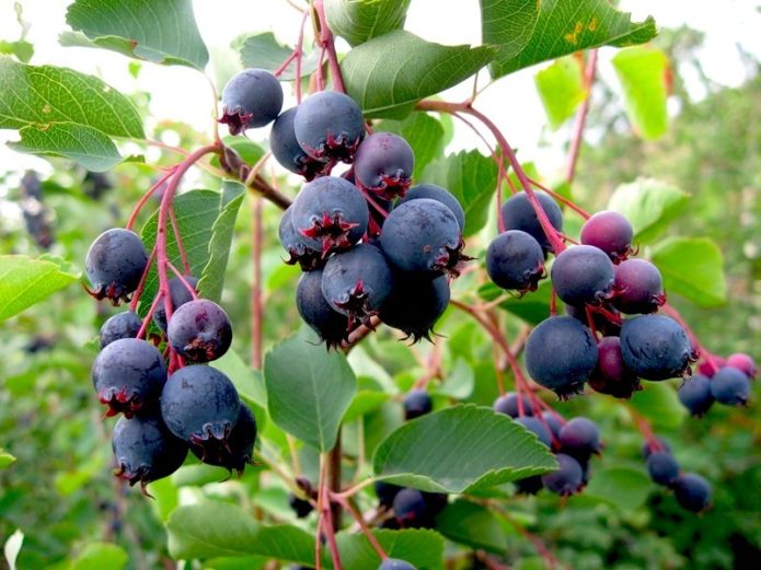 Frutas Irgi canadensis