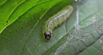 Cacing daun Viburnum