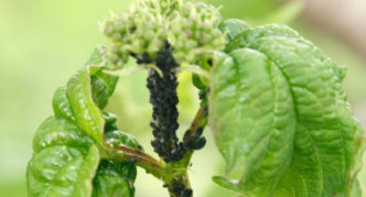 Svart viburnum bladlus