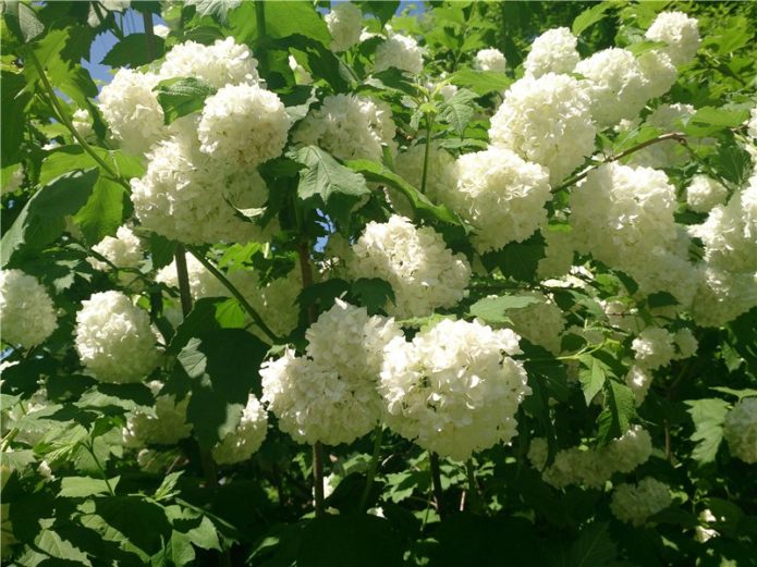 Globul de zăpadă Viburnum