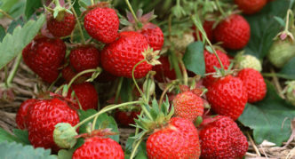 Variété de fraises Mount Everest