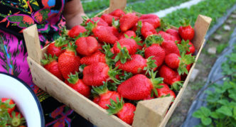 Strawberry variety na Queen Elizabeth