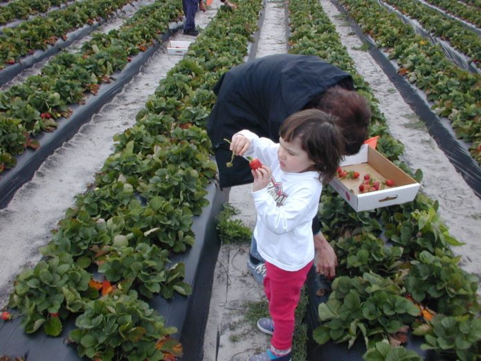 Nederlandse methode om aardbeien te telen