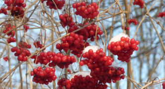 Variété Kadina Michurinskaya précoce