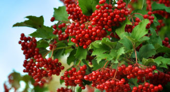 Forskellige viburnum Maria