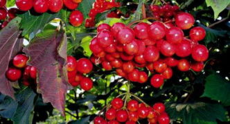 Viburnum variedade Zarnitsa