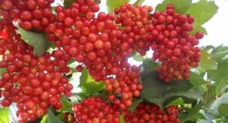 Viburnum šķirne Ulgen