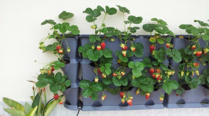 Strawberries in pots with pockets