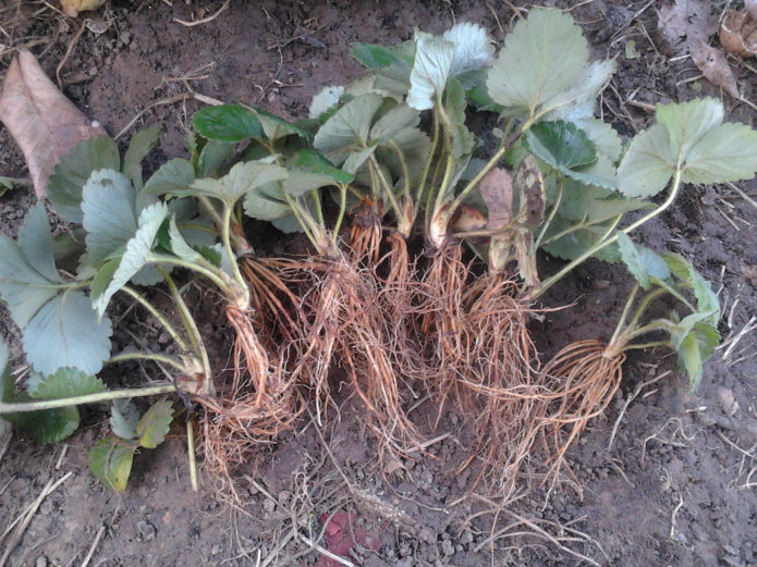 Roots of strawberry seedlings