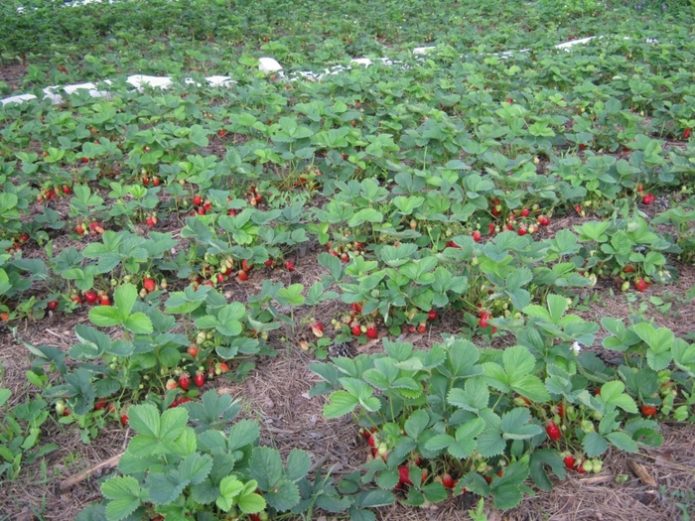 Erdbeeren auf warmen Betten