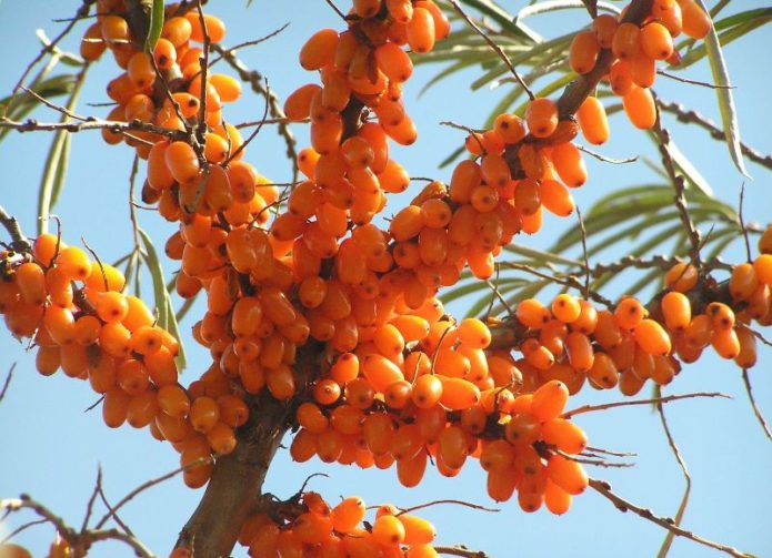 Buckthorn bær på grenene