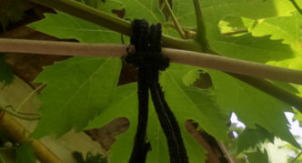 Knitted rings for fastening grapes