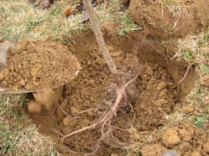 Plantando uma macieira