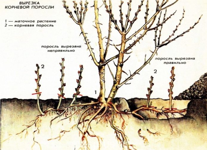 Root cuttings