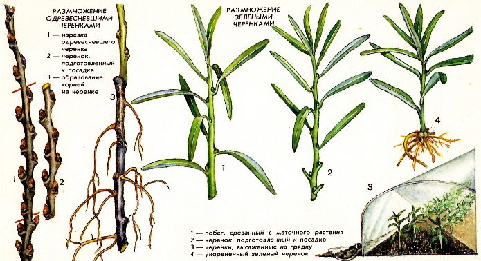 Smiltsērkšķu pavairošana