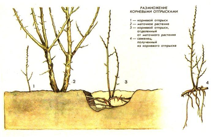 Fortpflanzung von Sanddorn durch Wurzelsauger