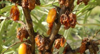 Beeren von Sanddornfliege betroffen