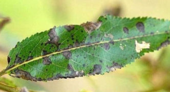 Gale sur les feuilles