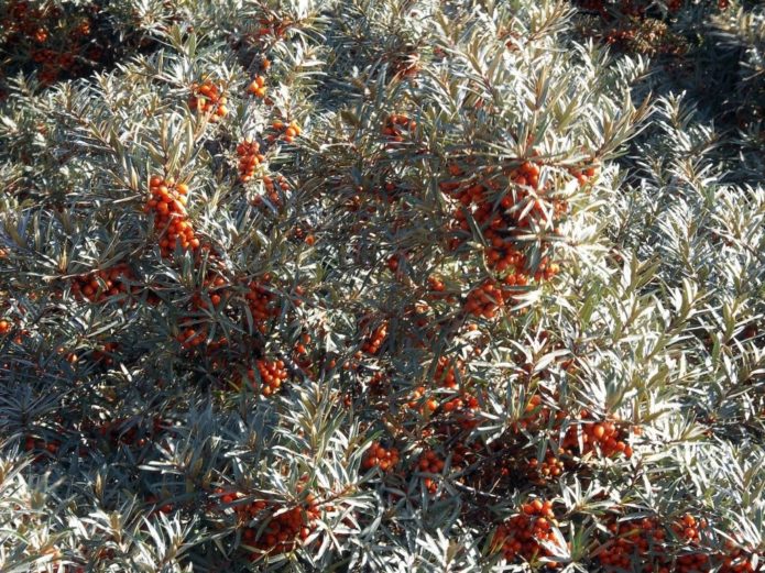 Belukar buckthorn laut dengan buah beri