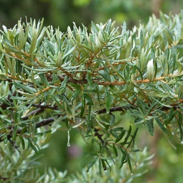 Variedad de espino amarillo enano