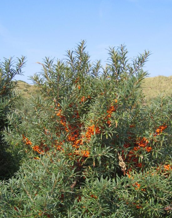 Cespuglio di olivello spinoso stentato