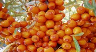 Essel sea buckthorn variety