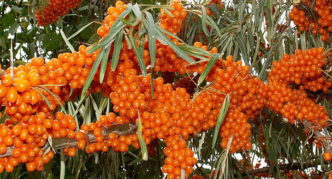 Inya sea buckthorn variety