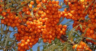 Sea buckthorn หลากหลาย Elizaveta