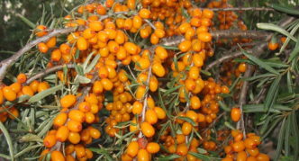 Altai sea buckthorn variety