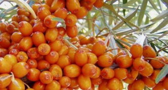 Sea buckthorn variety na pinya ng Moscow