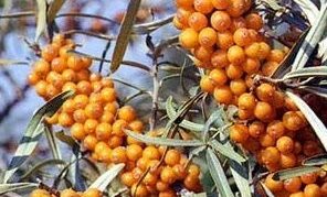 Iba't ibang uri ng sea buckthorn Otradnaya