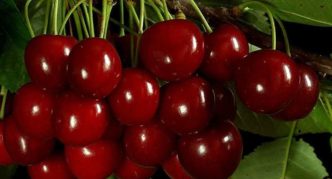 Cherry varieties Sam