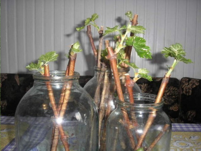 Germination of grape shanks in jars