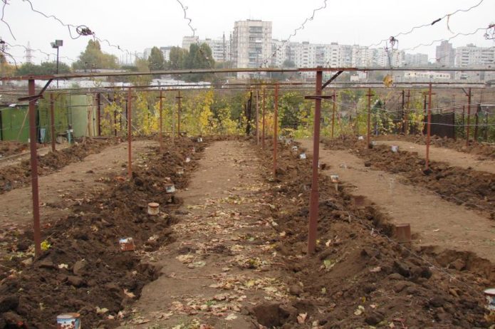 Refugio de uvas en el suelo