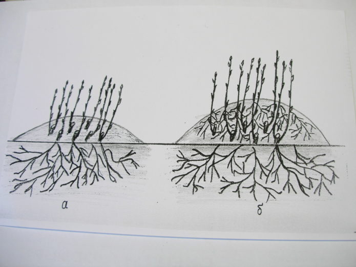 Propagation de groseille à maquereau par couches verticales