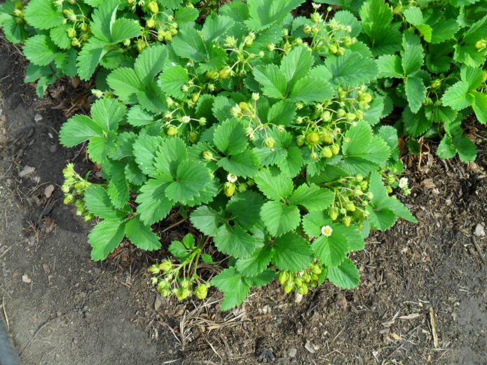 Gezonde struiken van aardbeiras Heer