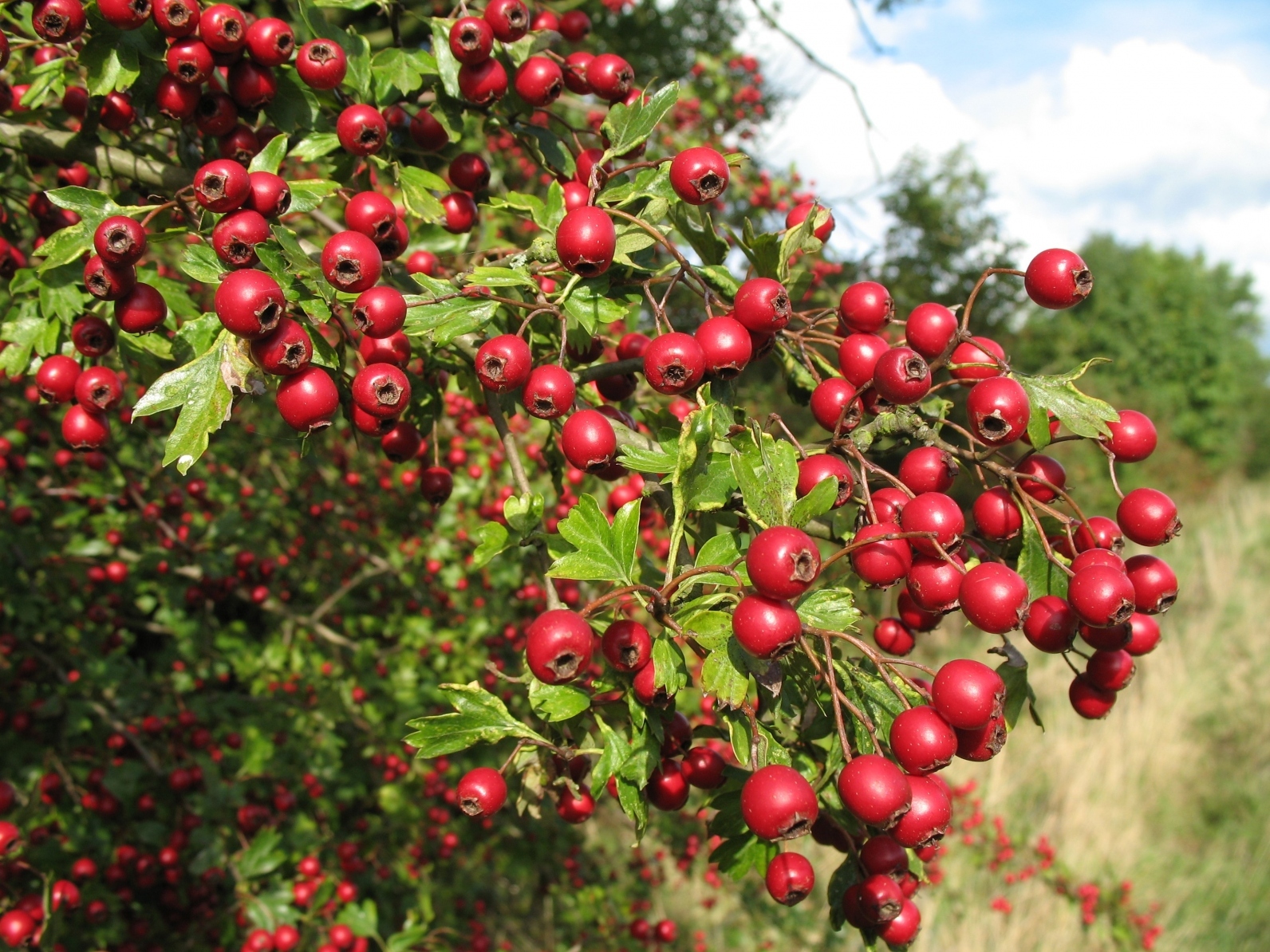 Hawthorn di taman anda: penerangan dan cadangan penjagaan