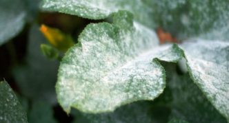 Powdery mildew