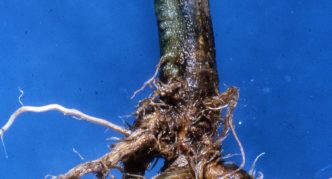 Root rot