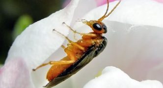 Mosca de serra de fruites de poma