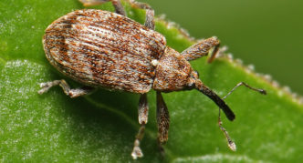 Escarabajo de flor de manzana