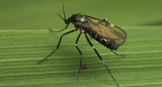 Stem gall midge