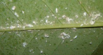 Mealybug