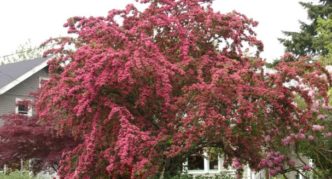 Common hawthorn Pauls Scarlet