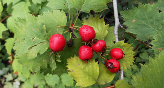 Aubépine en forme d'éventail