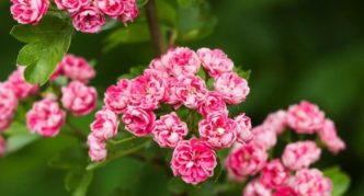 Hawthorn singelskal Rosea Flora Pleno