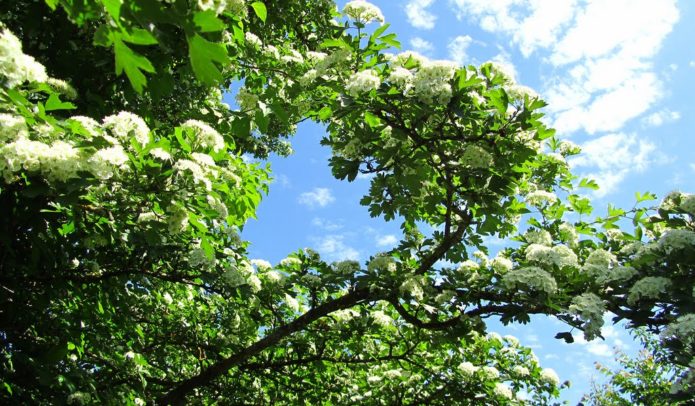 Biancospino in fiore