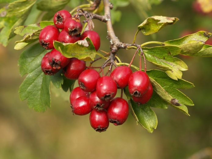 Fruta de espinheiro